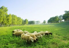 展会标题图片：2020广州国际畜牧养殖展览会/畜牧展介绍